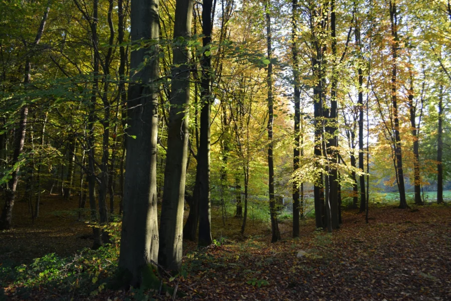 Forêt de Mormal