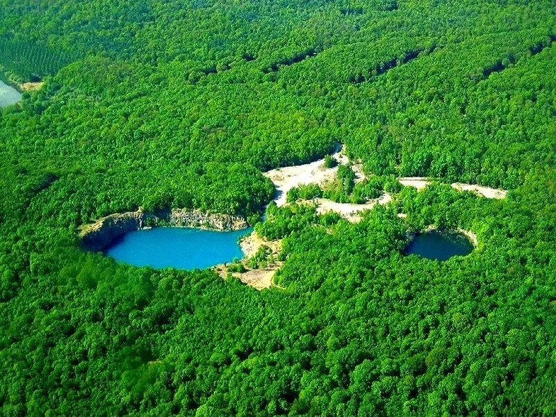 Forêt de Trélon